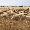 First Cross Ewe Lambs