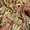 Wheaten Hay 650kg 8x4x3 Bales