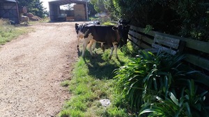 Agistment or lease for young cattle