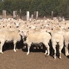 400 Joined Multimeat/Dorset Ewes