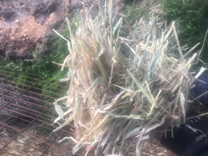 400 x 8x4x3 Bales of Shedded Barley Hay Seller to Freight