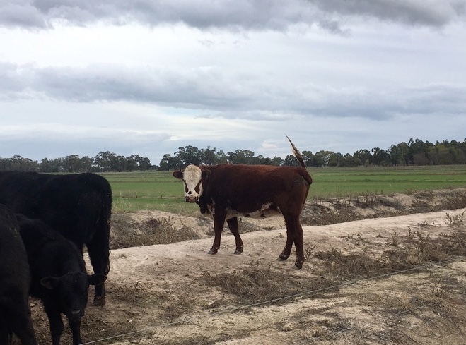 5 Solid Hereford Heifers