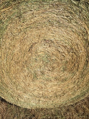 Clover & Rye Pasture Hay 400kg 5x4 Bales