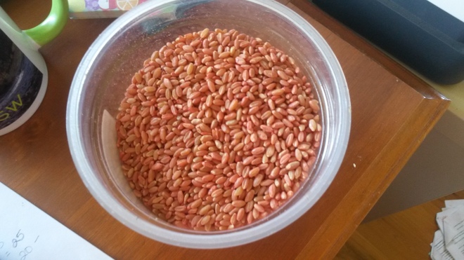 20mt Wheat Seed Dual purpose