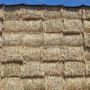 'New Season' Canola Hay 8x4x3 Bales
