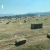 Pasture Hay Small Squares