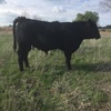 Registered Angus Bull For Sale