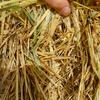45 x Wheaten Hay 450kg approx