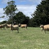 Merino Ewes 