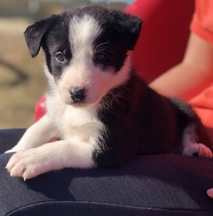 Kids Trained purebred  Border Collie , Christmas pups