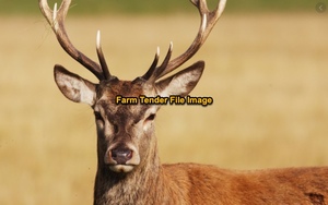 WANTED Adult Deer