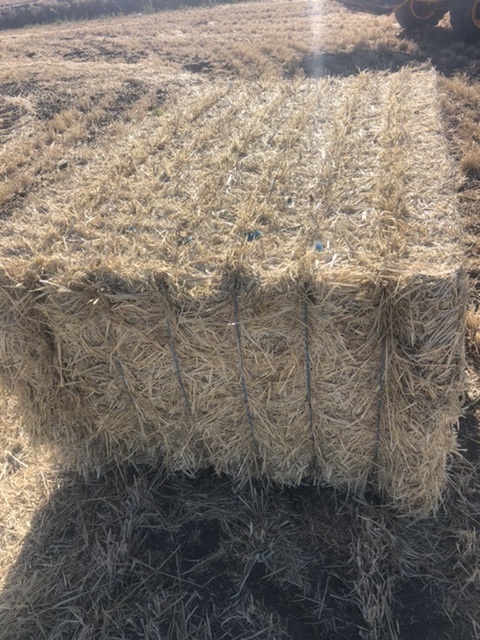 Barley straw