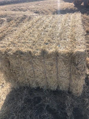 Barley straw