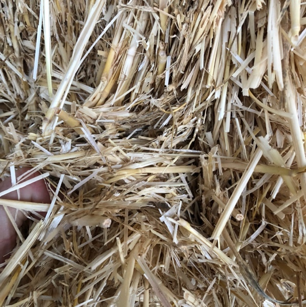 Barley straw