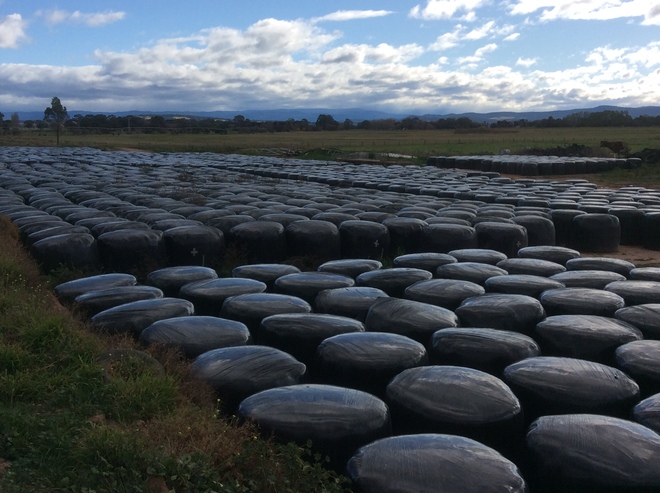 Pasture Cut Silage