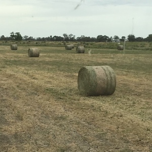 40 x Vetch 4x4 Rolls
