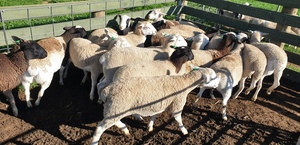 20 x Dorper Ewe Lambs
