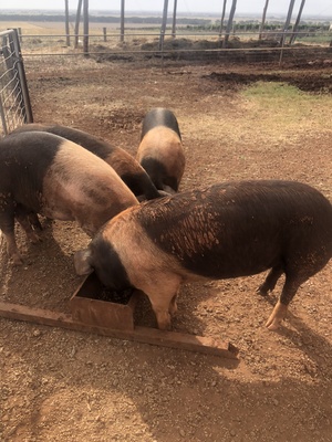 Saddleback sow $200