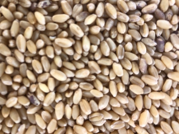 6-7mt Seed Wheat