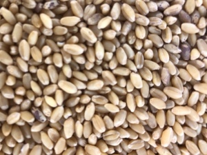 6-7mt Seed Wheat
