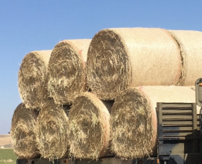 Rye Grass Round Bales