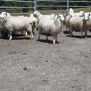 Border Leicester Ewe Lambs 