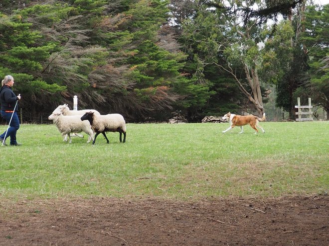  Sheep Agistment - Macedon Ranges - Medium to Long Term