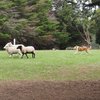  Sheep Agistment - Macedon Ranges - Medium to Long Term