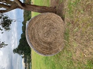 38 x Pasture Hay 4ft Rounds