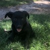 Kelpie Pups 