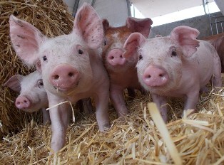WEANER PIGS