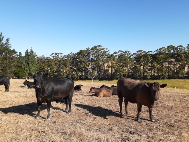 8 Angus and  Murray Grey Heifers Ready to Join