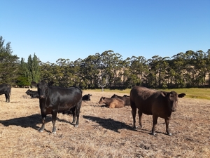8 Angus and  Murray Grey Heifers Ready to Join