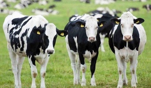 WANTED Export Dairy Cross Heifers PTIC