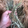 Oaten / Rye 100 Small square Bales - SOLD PER BALE