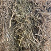 350mt Vetch Hay 550kg 8x4x3 Bales (New Season)