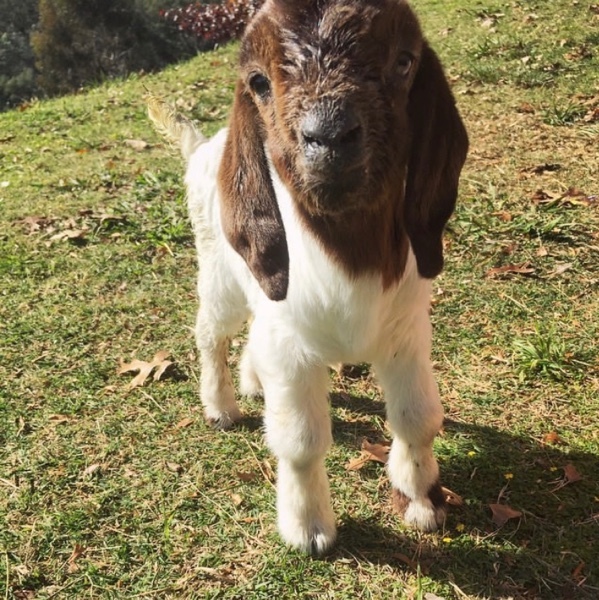 WANTED Boer Goats 