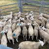Dorper wether lambs 