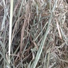 HAY RHODES GRASS .................4X4  ROUND....SMALL  SQUARE.....SILAGE   4X4R