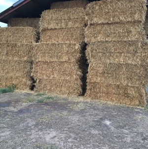 Oaten Hay 8x4x3 Plus Freight