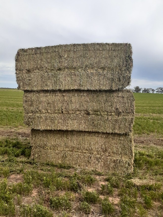 Vetch Hay Baling now