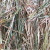 Oaten hay