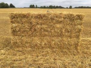 Wheat straw in small square bales