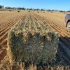 Oaten Hay 8x4x3 Bales (New Season 20/21)