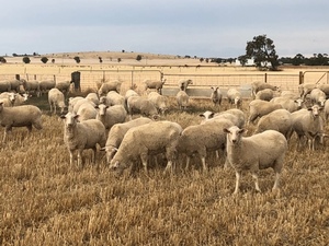 First Cross Ewe Lambs