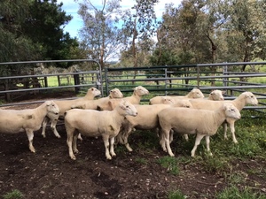 White Suffolk Rams For Sale