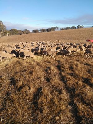 189 Merino Ewes SIL 142% to Melrose Merino Rams