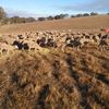 189 Merino Ewes SIL 142% to Melrose Merino Rams
