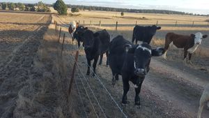 Heifers and bull