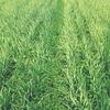 Standing hay/silage crop for sale.  Vetch/oats